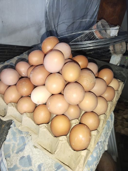 Яица домашнии всегда свежие