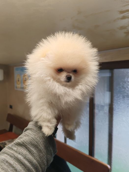 Померан мини женски.