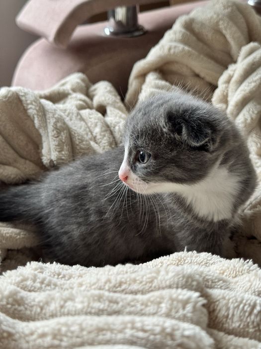 Вислоухий шотландец котенок мальчик