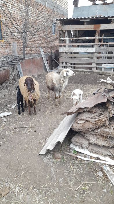 козылы койлар сатылады