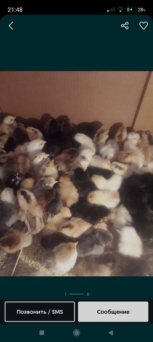 Тауық балапаны 500ден