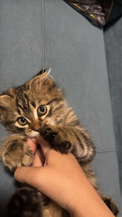 Продам Котёнка в хорошие руки