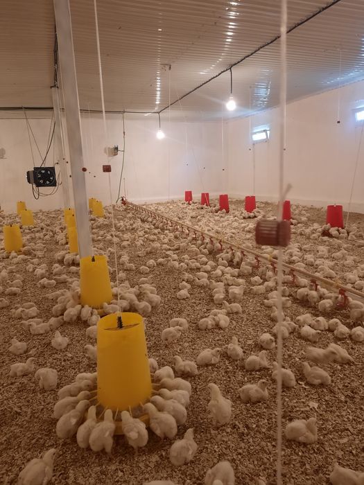 Бройлеры Росс 308- кобб 500