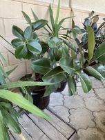 Xonaki Gullar Sotiladi. Turli xilda va katta daraxt shaklda