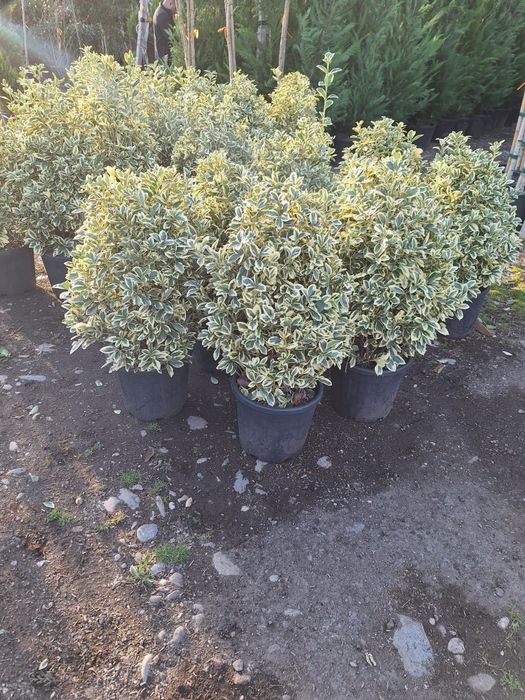 Vând plante ornamentale tuia spiral măslin palmieri mestecân tuia spir