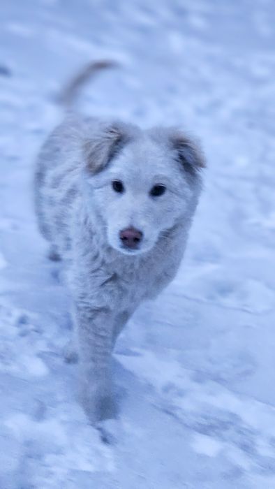 Щенок мальчик ищет дом