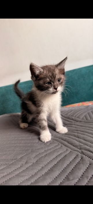 Отдам котят в добрые руки (2 мес.)