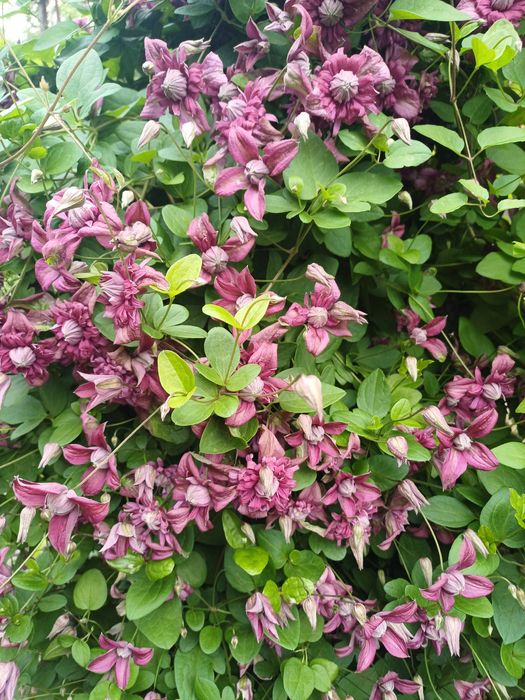 Продам многолетние цветы