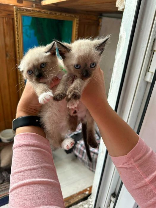 Котята в хорошие руки