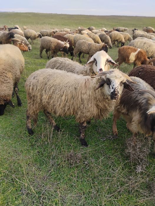 Vand miei  mai multe detalii la telefon