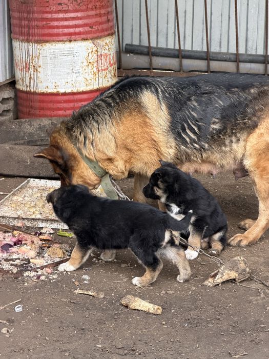 Немецкая овчарка