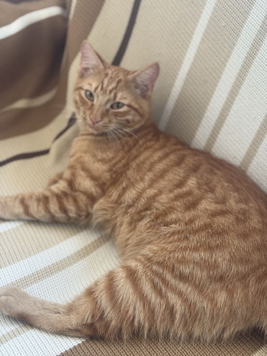 Отдам котенка в добрые руки