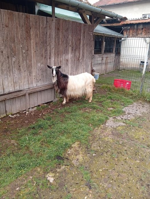 Vând CAPRE bune de Tinut