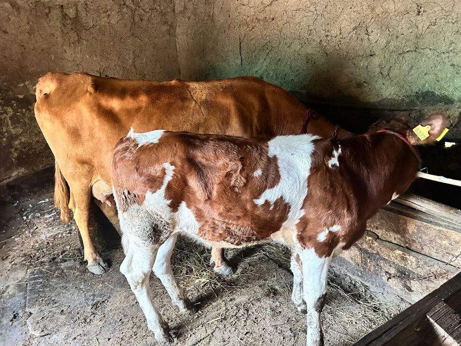 Vând vacă tânără și bună de lapte