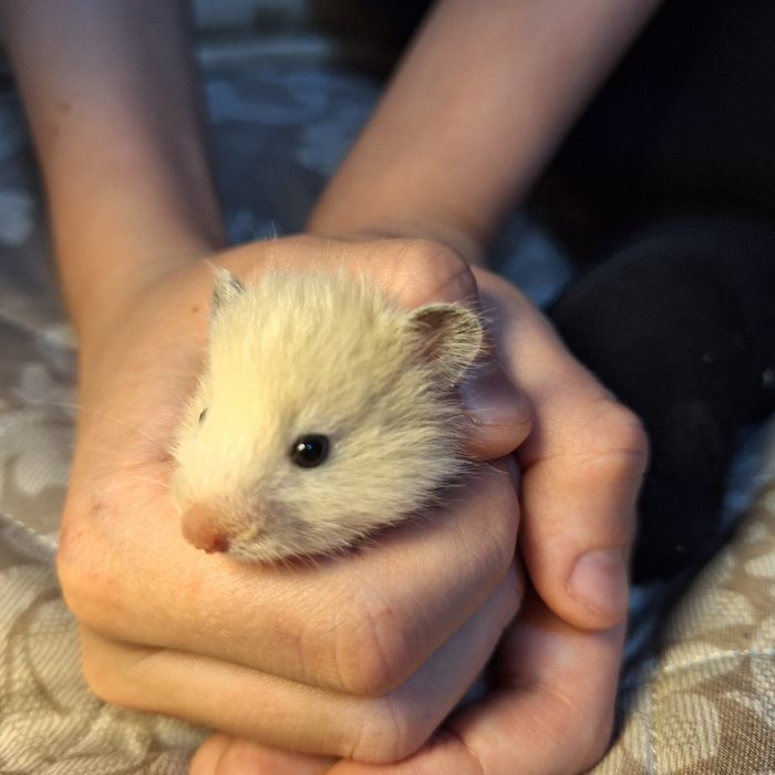 Хомяки сирийские
