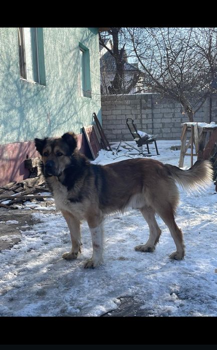 Продам Алабая срочно