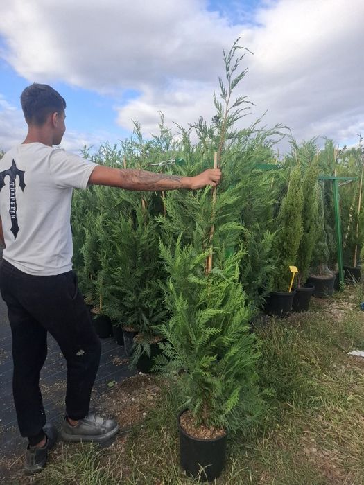 Leylandii 2.5m - 3m, la balot sau ghiveci, calitate premium!