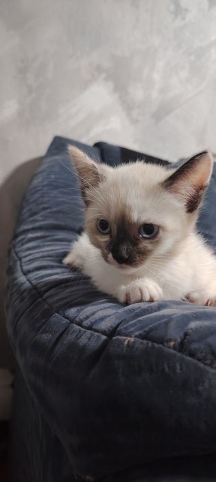Отдам котёнка в добрые руки