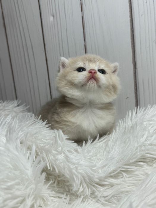 Шиншиллы золотые британские