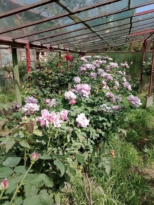 Trandafiri pomișori,17 culori,înălțimea 1.20-1.40m.