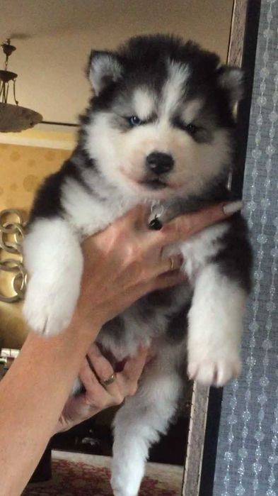 Хаски медвежонок