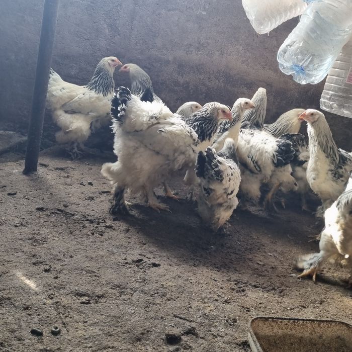 Продавам кокошки БРАМА