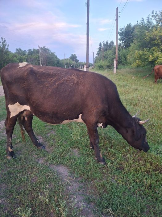 Продам первотелок