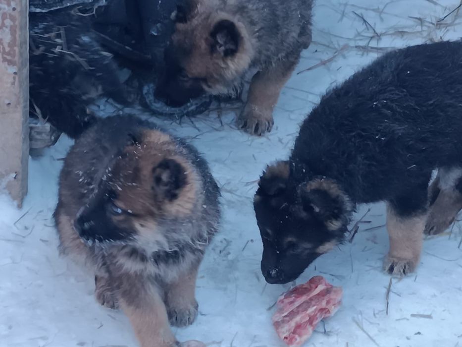 Продам щенков немецкой овчарки