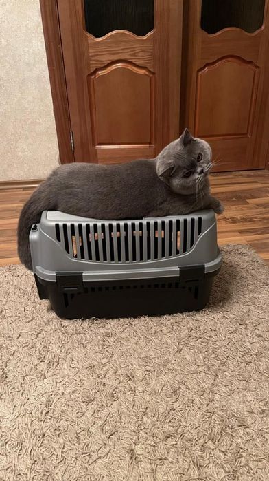 Британские котята