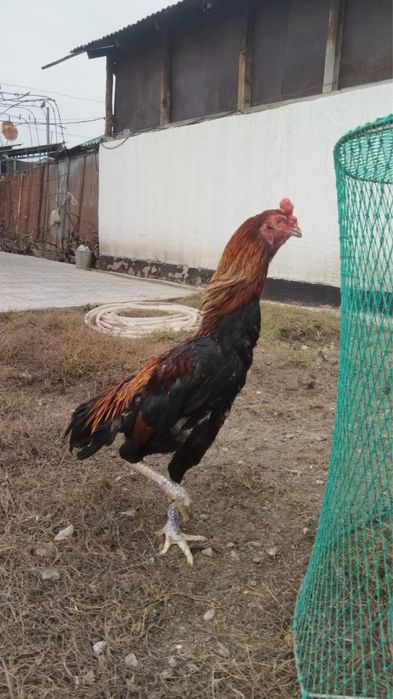Продам двух петухов