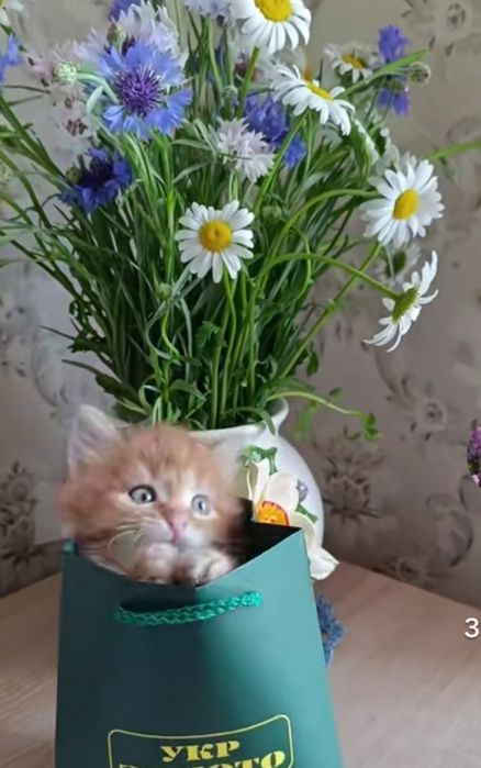 Домашние Котята бесплатно