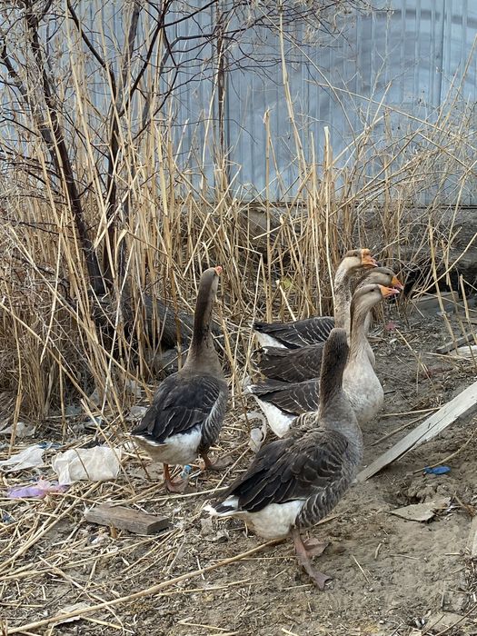 Қаз (гуси) сатамын