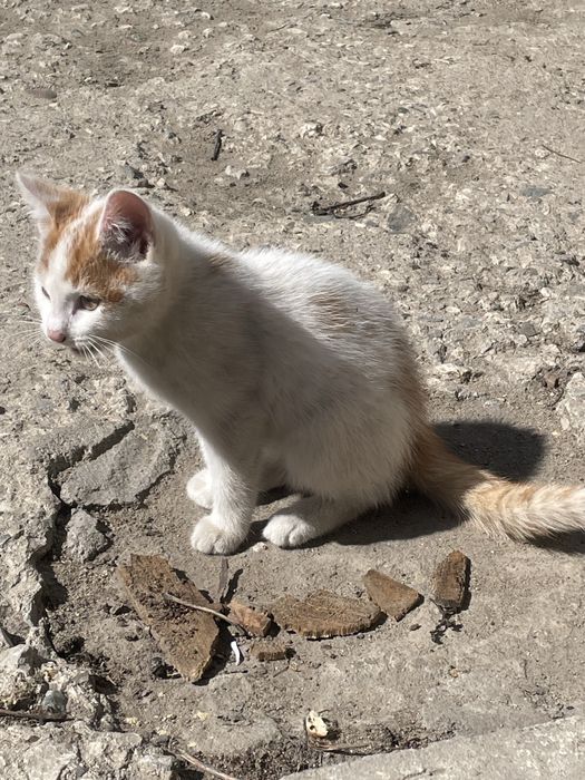Отдам котенка в хорошие руки
