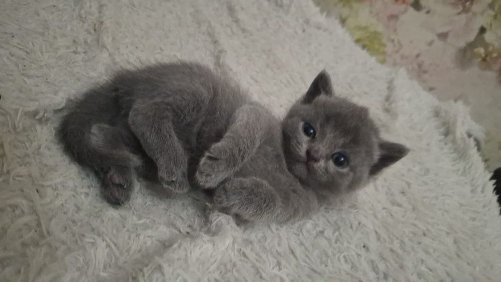 Продается котята