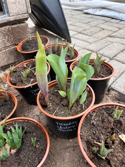 Тюльпаны нарциссы г Астана