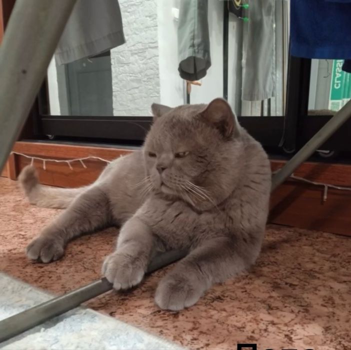 Британские котята