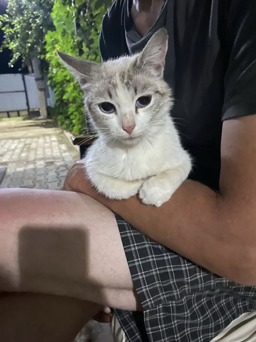 Кошечка ищет дом