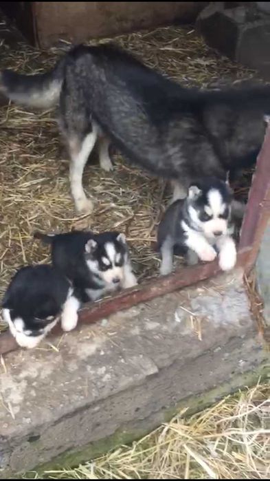 Мальчики хаски голубоглазые