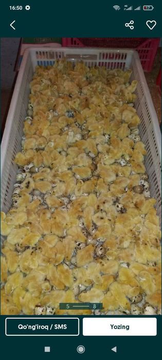 Бедана тухум сотилади