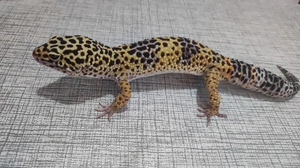 Эублефары разного возраста