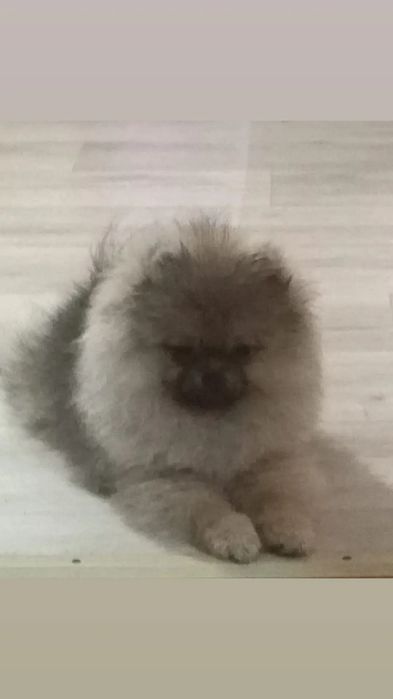 Щенки померанчики!