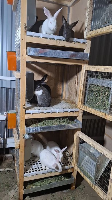 Quyonlar sotiladi Zoti toza Xikol jinsi aralash