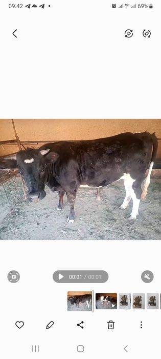 Qora mol sotiladi bo'g'oz