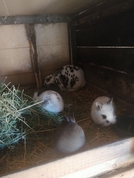 Iepurași Rex și cap de leu