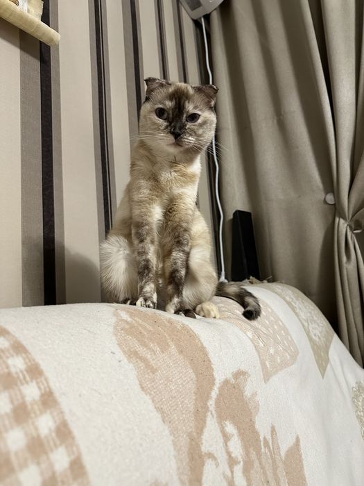 Отдам кошечку в добрые руки