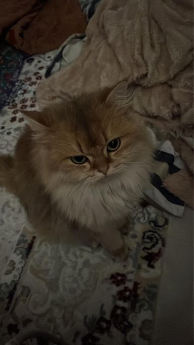 Шишило кошка длина шерстная