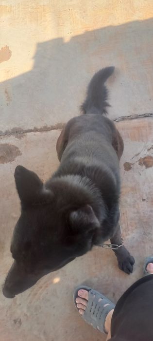 Собака породистая