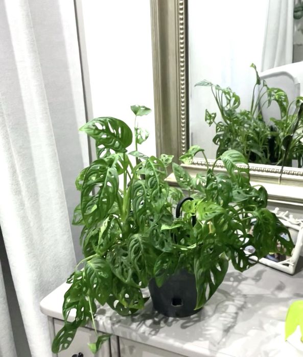 Продам монстеру манки