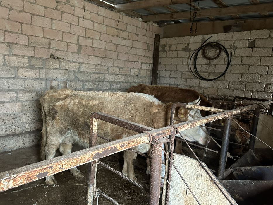 Бұзаулы жане қысыр сиырлар сатылады.