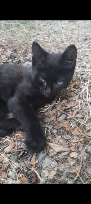 Черный котенок в добрые руки